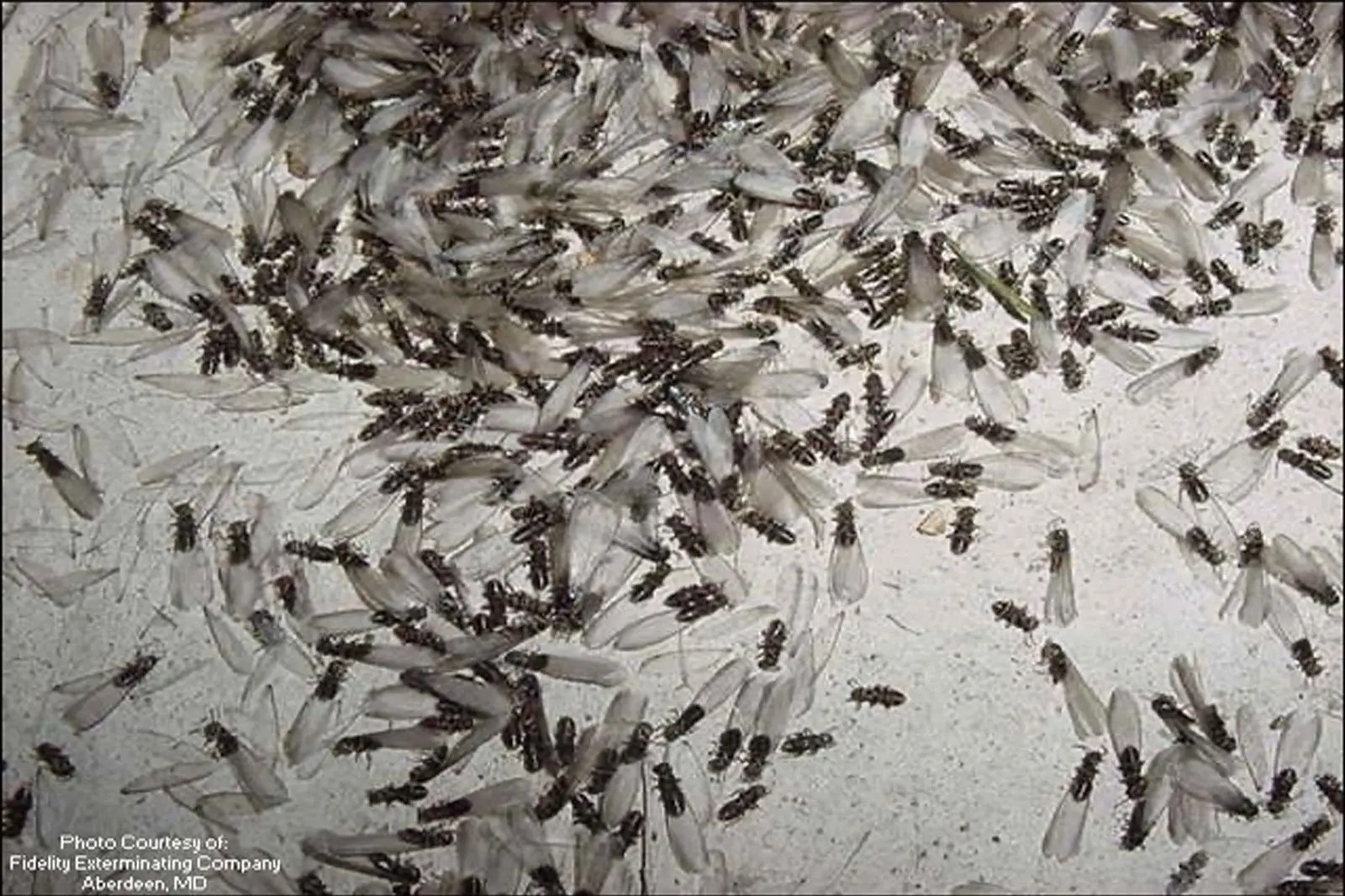 The Early Warning Signs of Drywood Termites That You Should Never Ignore