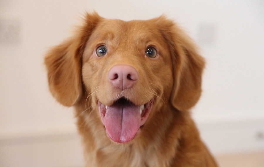 Is Cheese Bad for Dogs? What You Need to Know Pawesome Dog Treat Inc. DBA Chewlovedogtreats