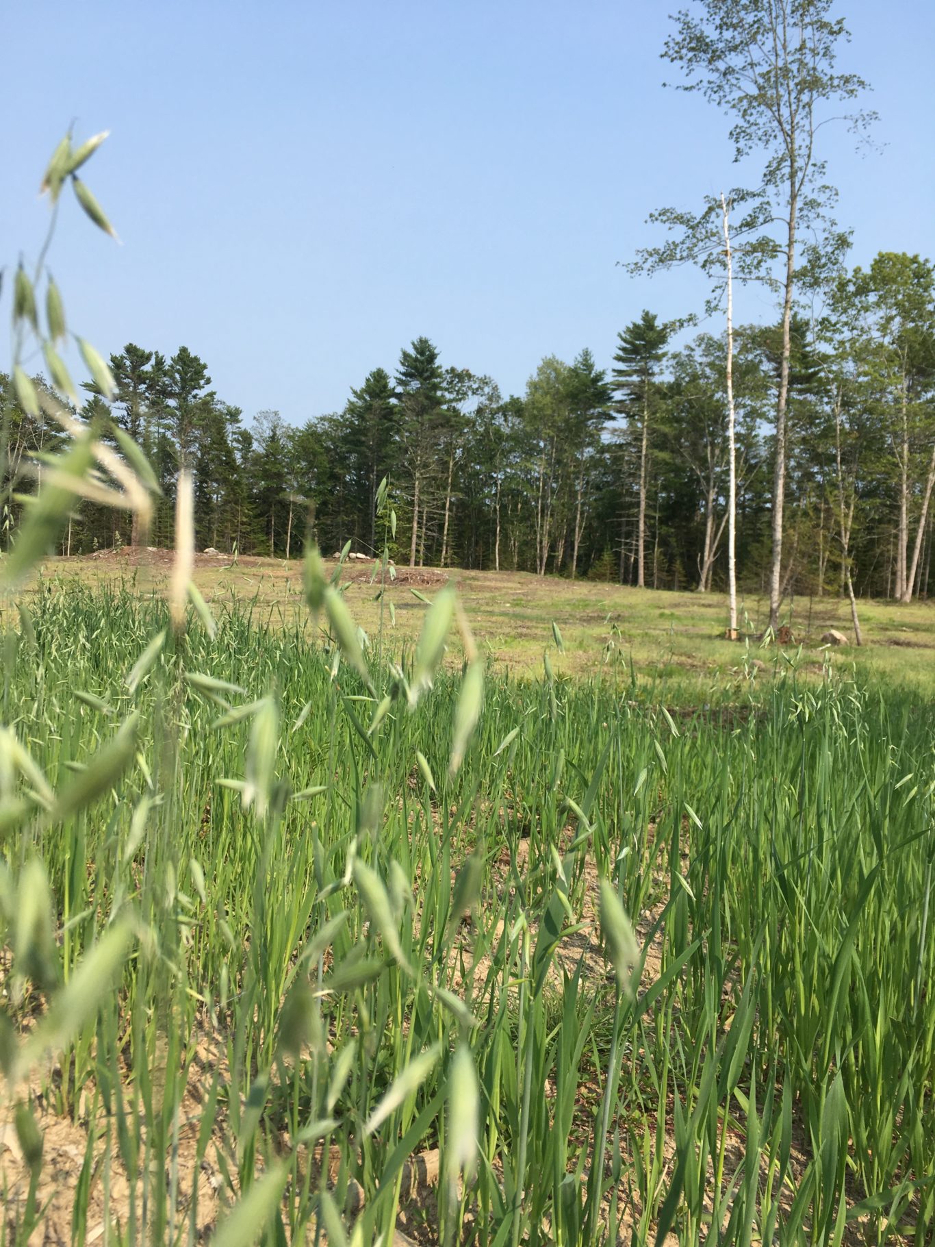 A Harrowing Update from the East Side Pasture Project Chewonki