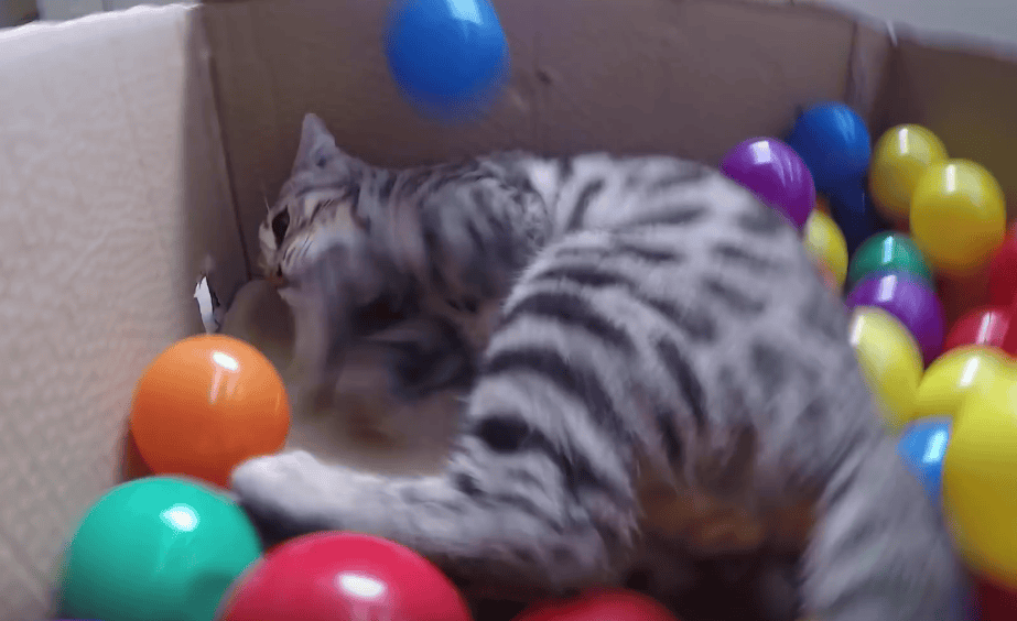 FeelGoodFriday Cats get happy in the ball pit! Chew On This