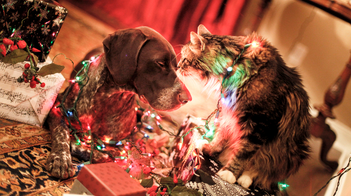 ‘Tis the season to FalalaFoster! Chew On This