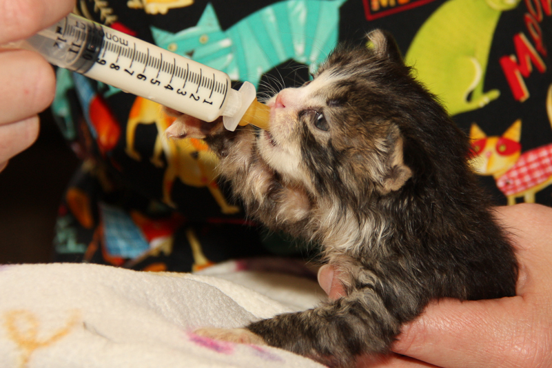 Secrets of bottlefeeding orphaned kittens Chew On This