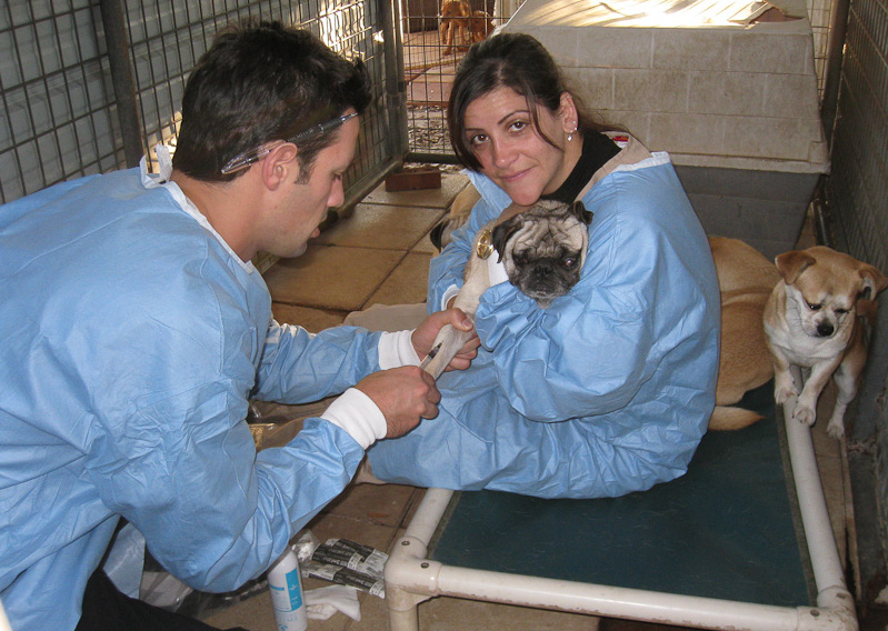 Rich Avanzino The role of the veterinarian in animal sheltering Chew