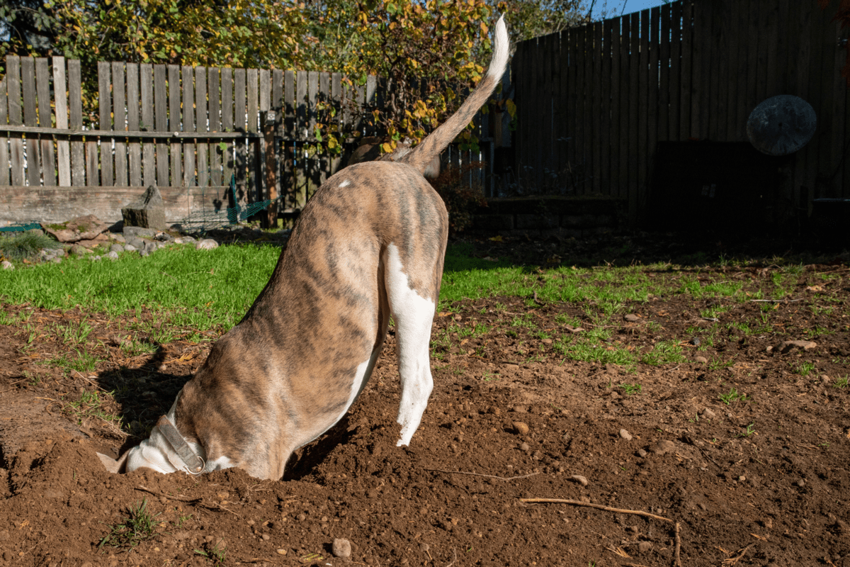 How to keep Dogs from Digging under Fence Top 7 Methods from Experts