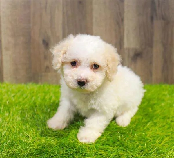 Maltipoo 3111 Chews A Puppy