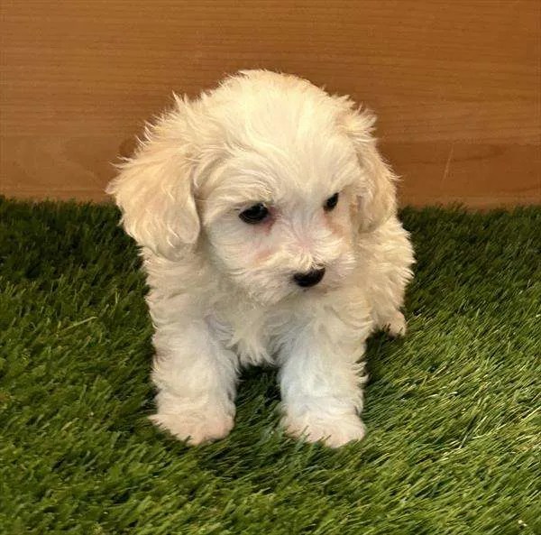 Maltipoo 9258 Chews A Puppy