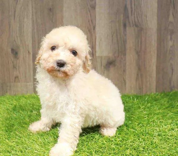 Maltipoo 4017 Chews A Puppy