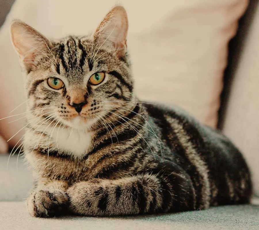 Cheyenne Dog Food Company Home