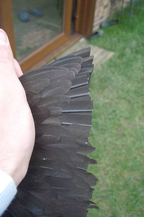 Comment couper l'aile d'une poule ?