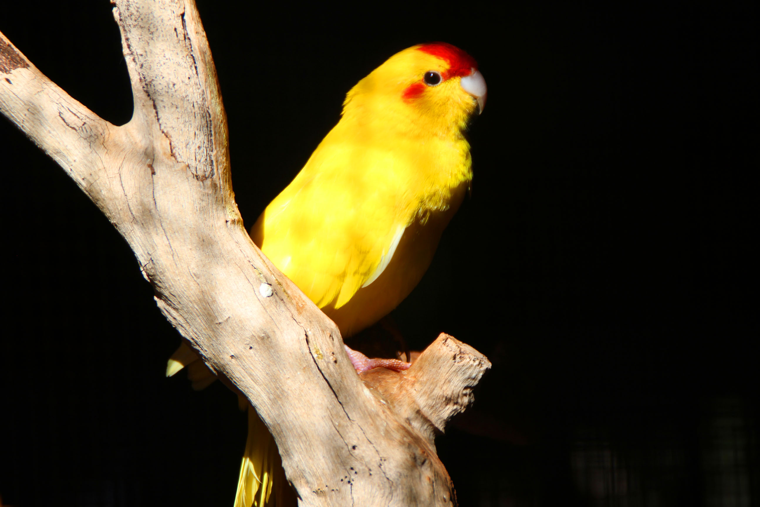 12 Mile Bird Park Chezndave's Travels