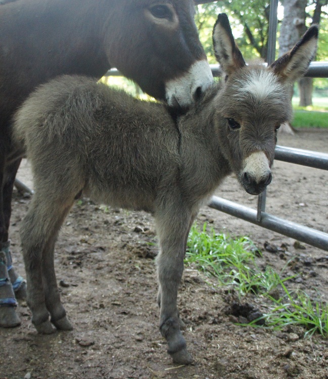 Chapel Hill Farm Mini Donkeys Miniature Donkeys Texas