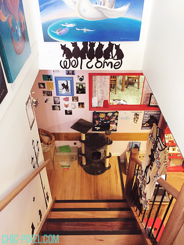Visiting the Brisbane Cat Cuddle Café Chic Pixel