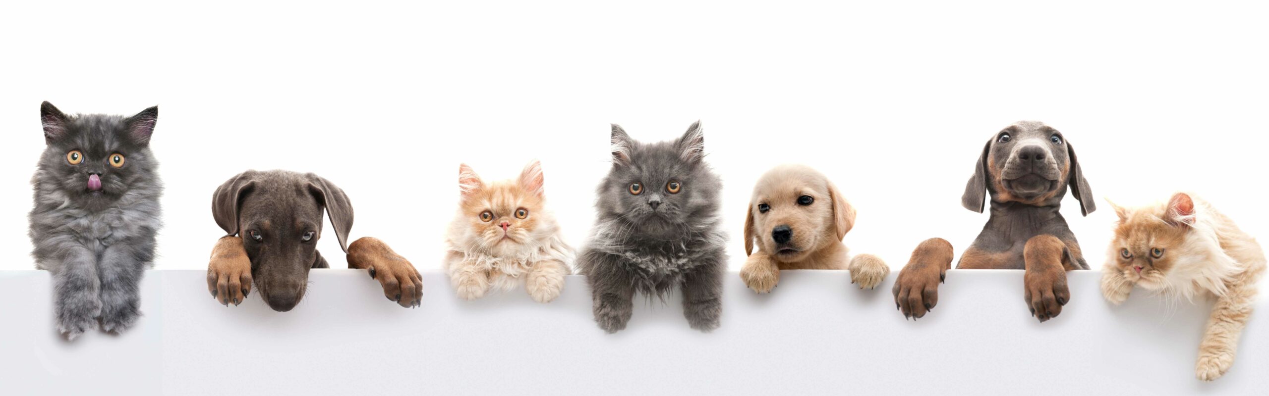 Pet Friendly Apartments Chicago Apartments