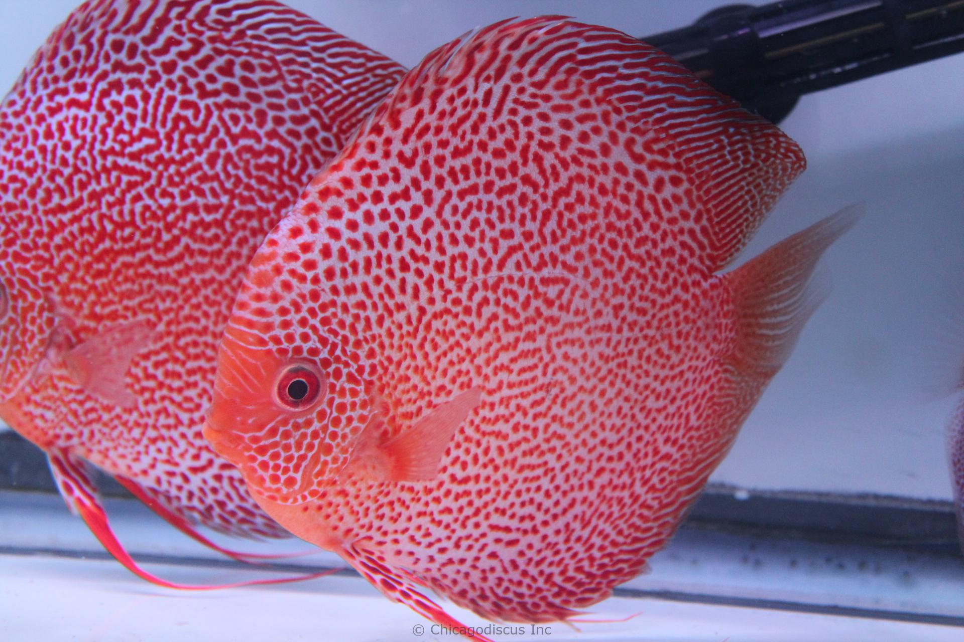 Discus Fish For Sale lupon.gov.ph