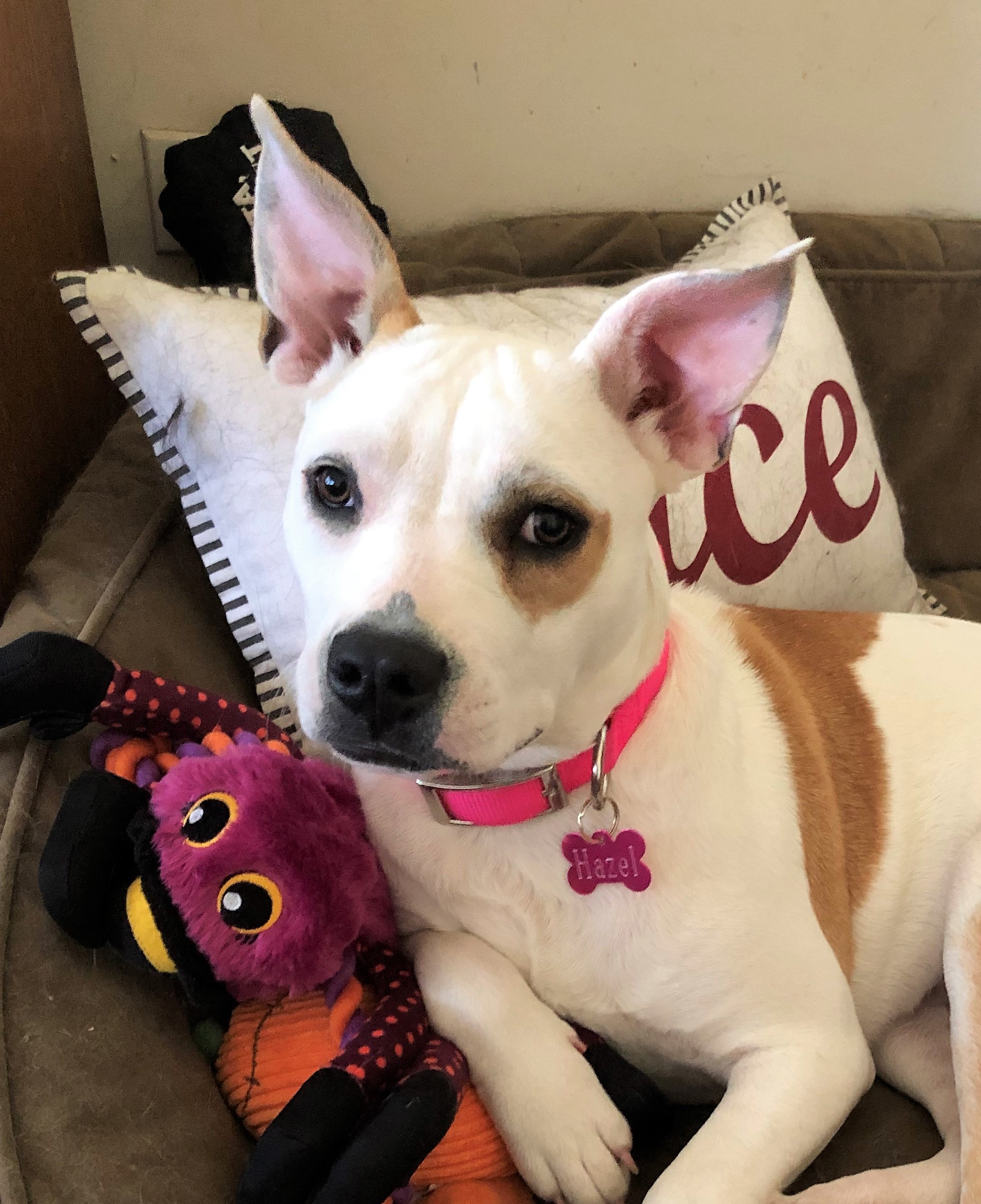 Meet Hazeladopted Chicagoland Dog Rescue