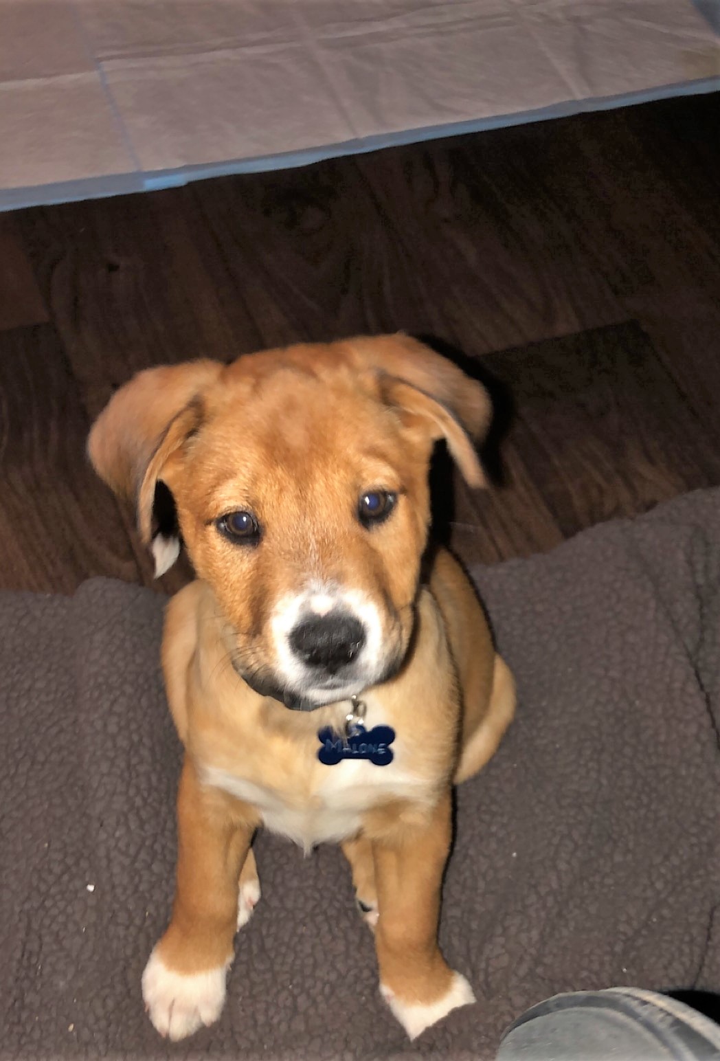 Meet Maloneadopted Chicagoland Dog Rescue