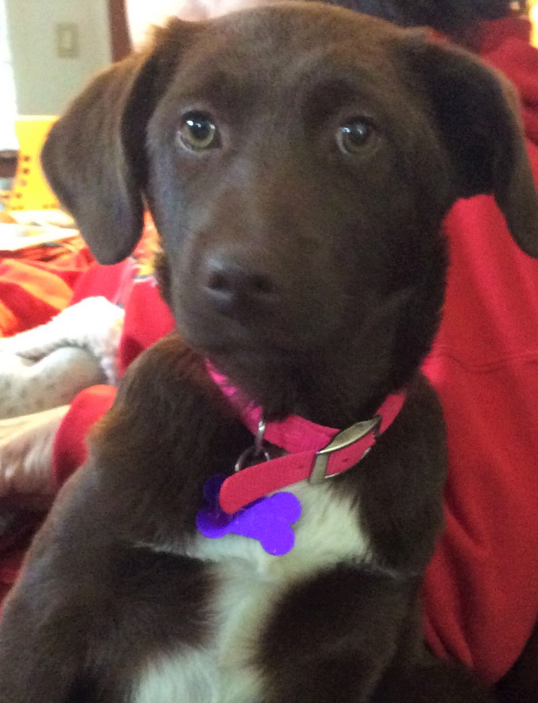 Meet Violet Chicagoland Dog Rescue