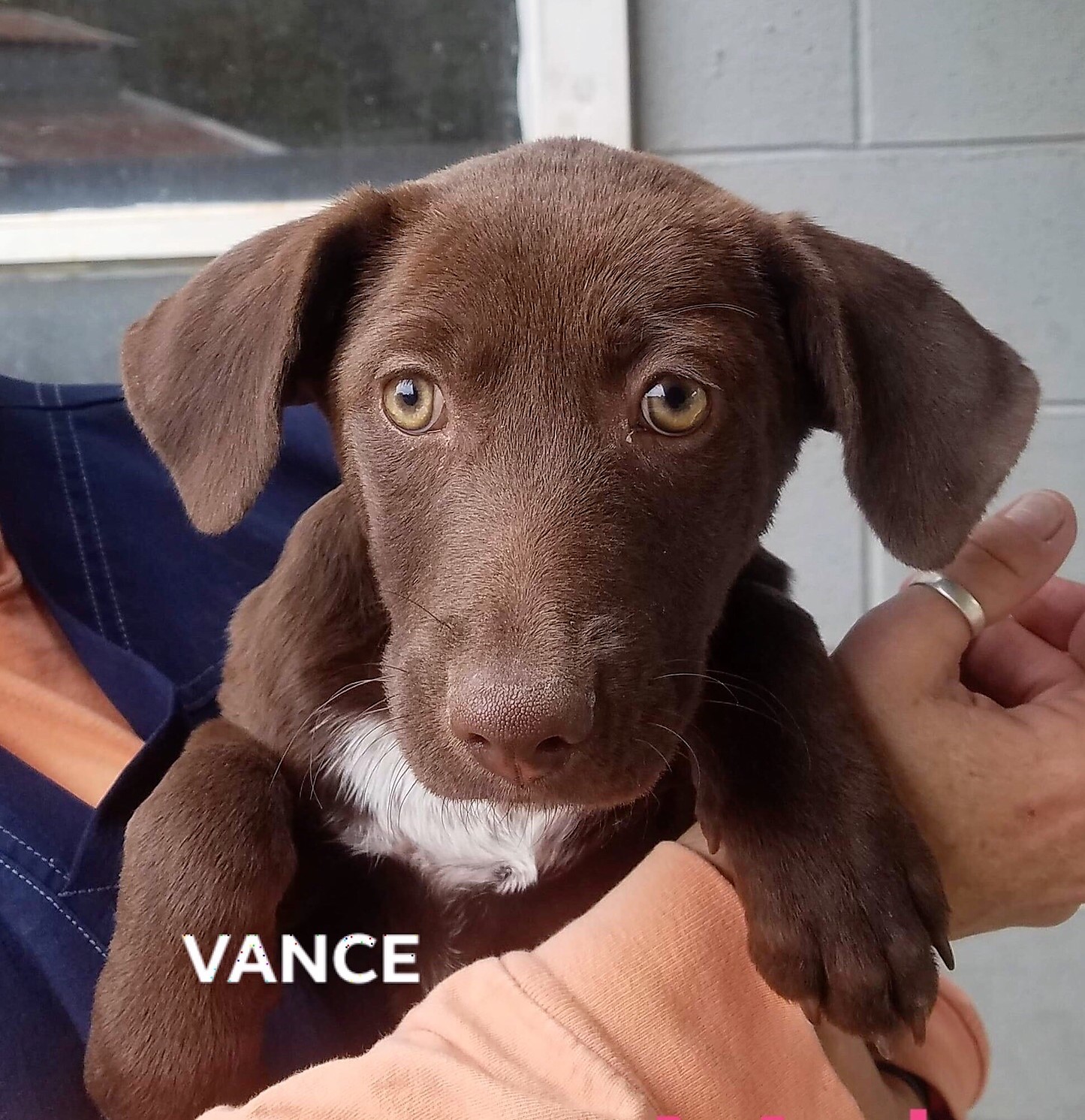Meet Vanceadopted Chicagoland Dog Rescue