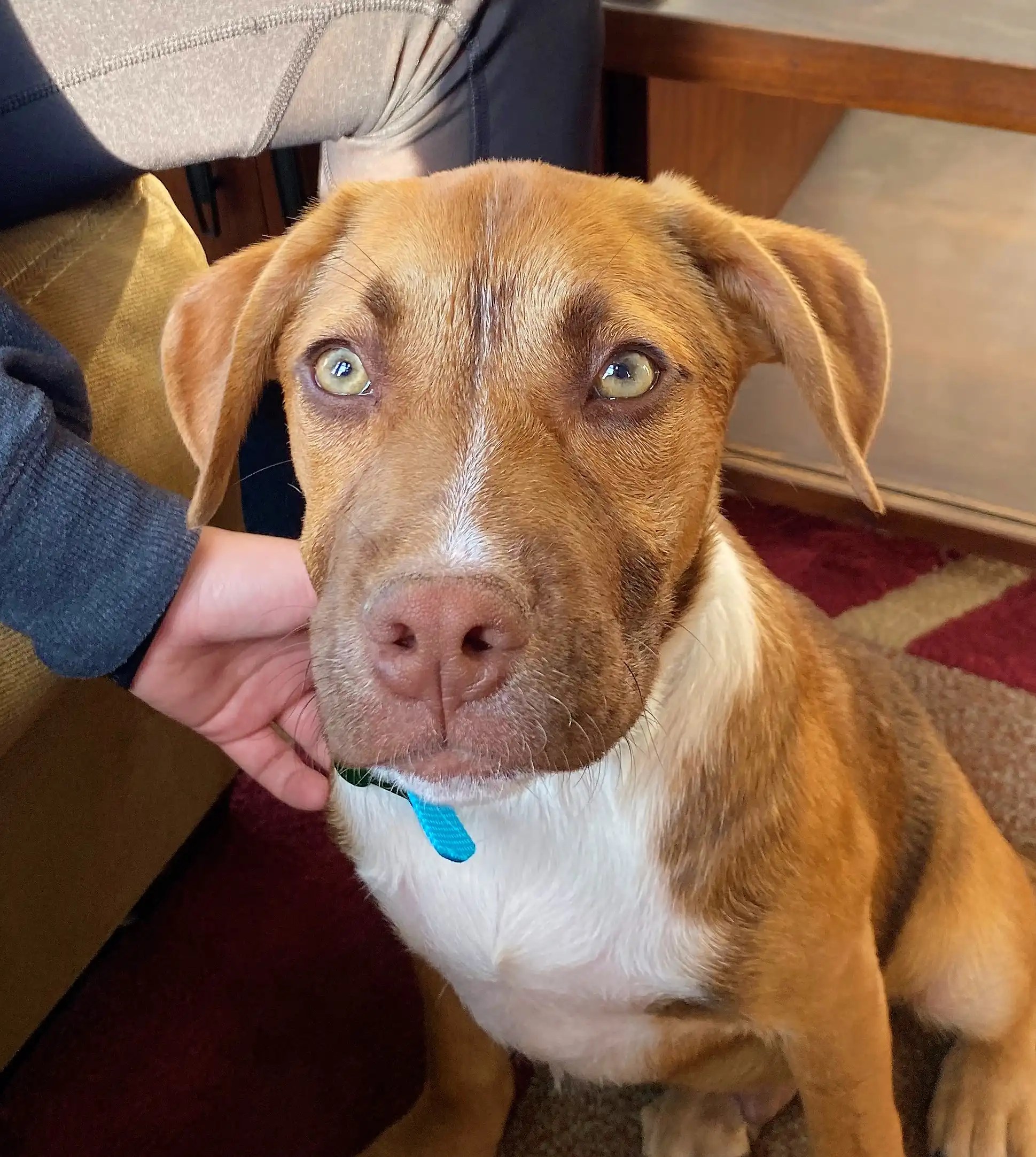 Meet Kermitadopted Chicagoland Dog Rescue