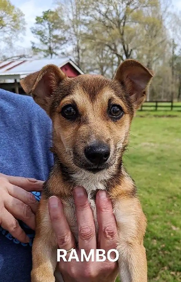 Meet Ramboadopted Chicagoland Dog Rescue