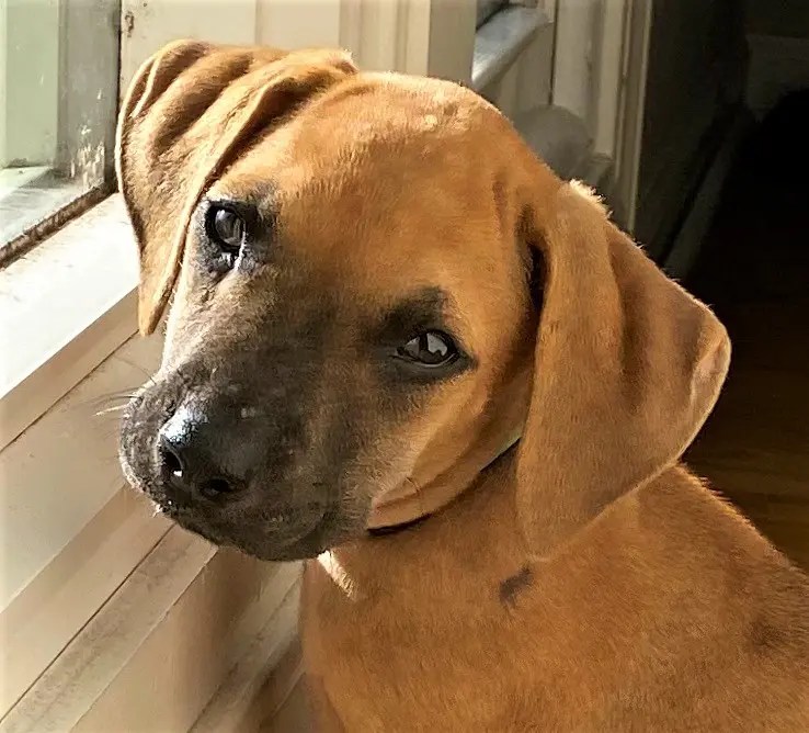 Meet Toffeeadopted Chicagoland Dog Rescue