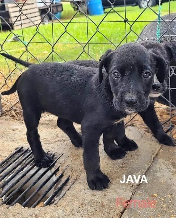 Meet Javaadopted Chicagoland Dog Rescue