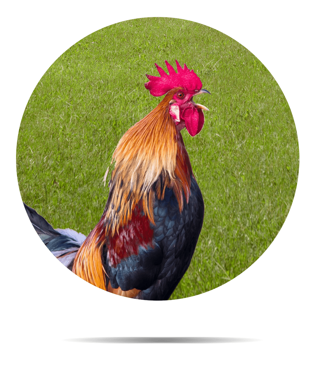 Home Chicago Live Poultry