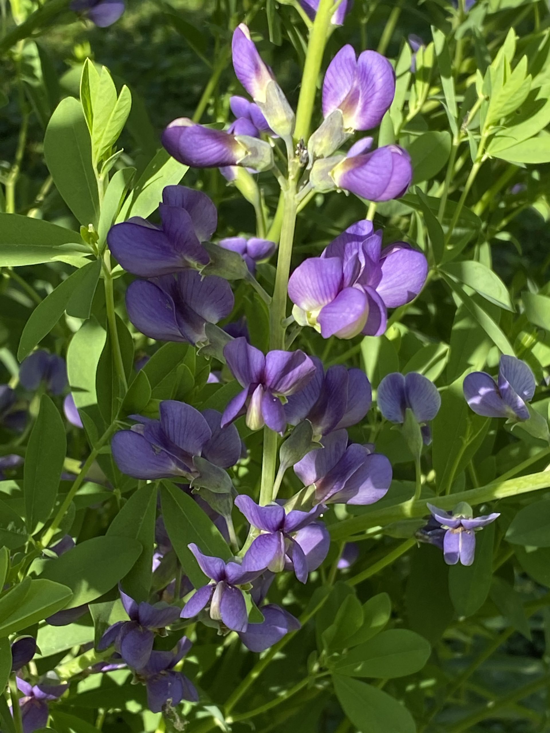 The next Chicago Living Corridors inar will be November 16, 2023 at