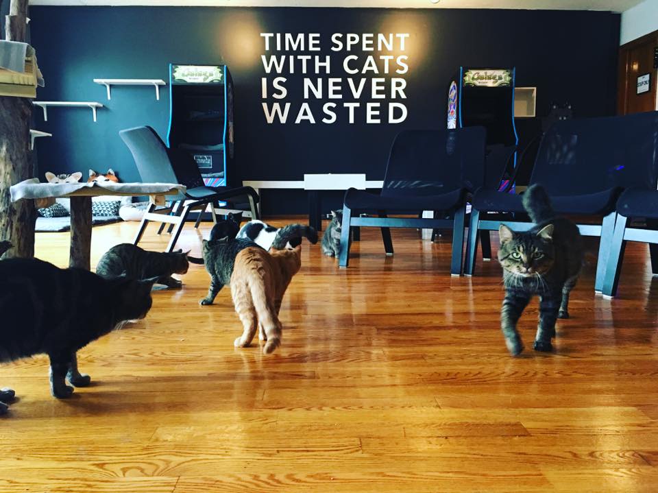 Chicago Cat Cafes for a Purrfect Kitty Fix Chicago Parent