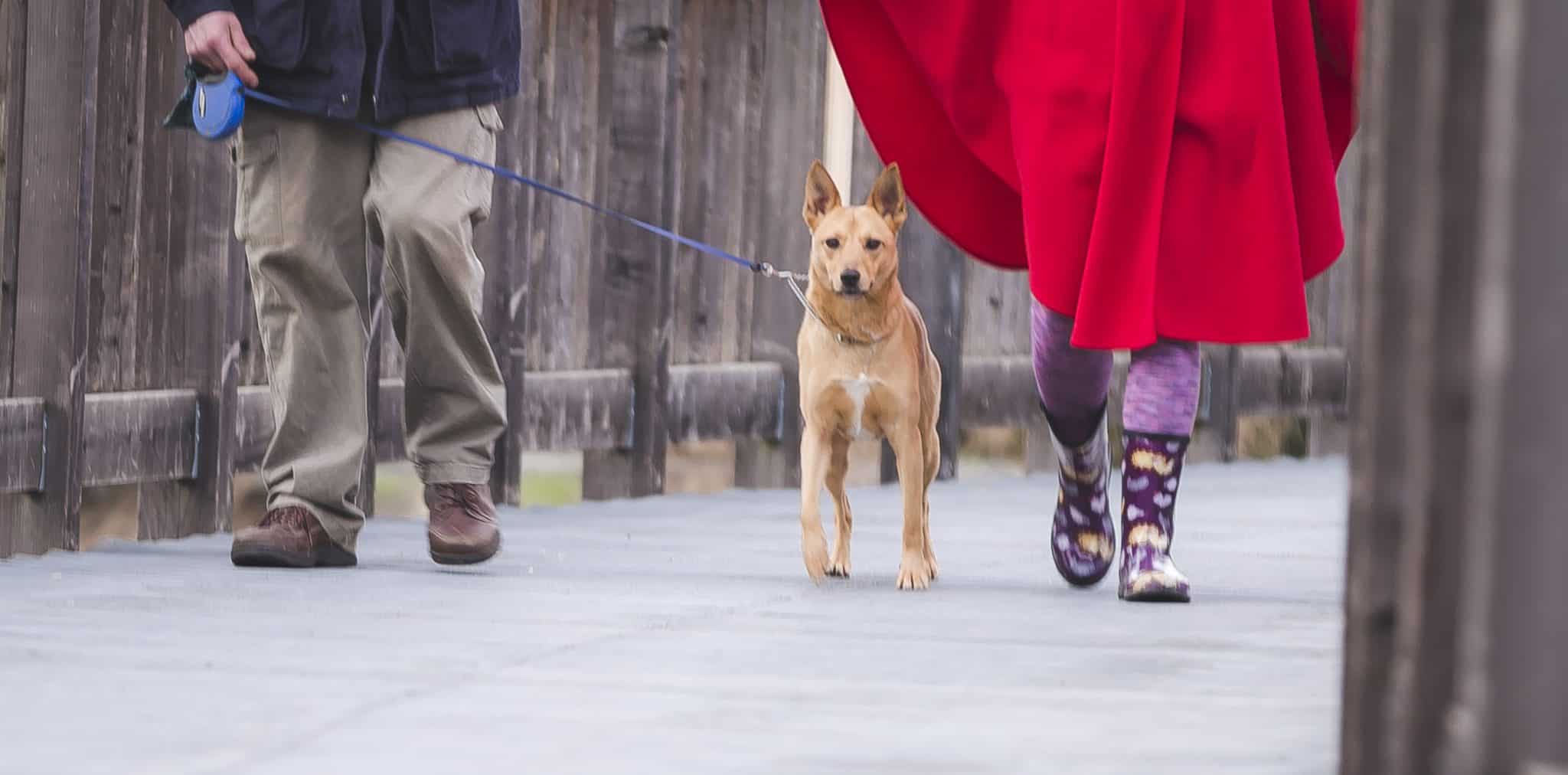 Toss Those Retractable Leashes Chicago Pet Sitters