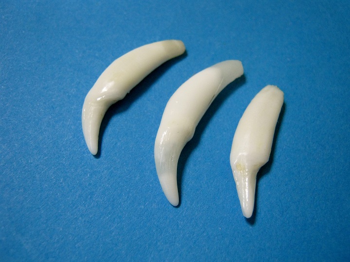 Fisher Teeth, Fisher Canines, Fisher Incisors