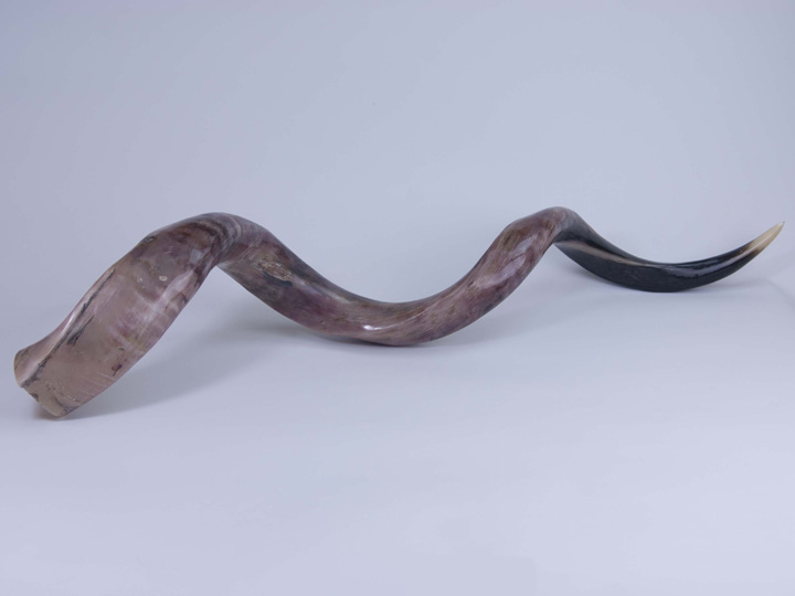 Kudu Horns, Polished Kudu Horns