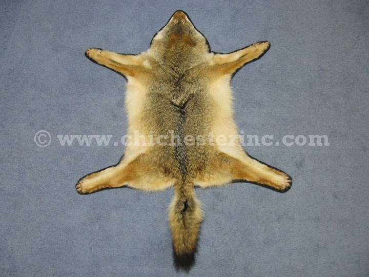 Coyote Skins and Coyote Hides and Coyote Pelts