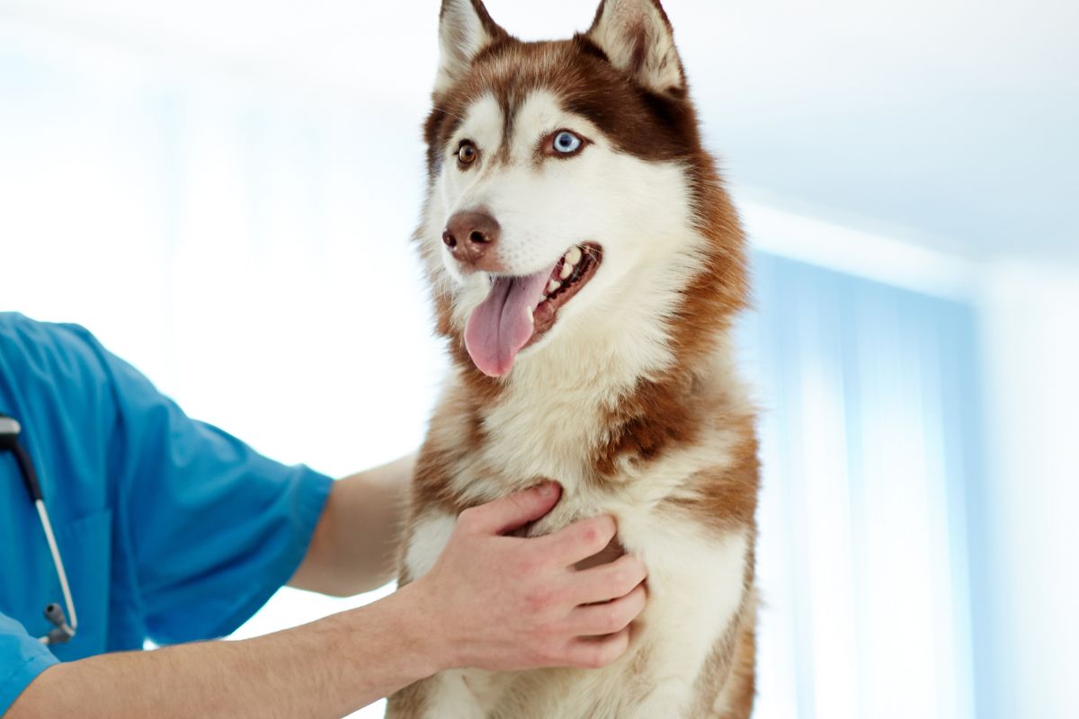 Best Vet Hospital In Chickamauga GA Chickamauga Veterinary Clinic