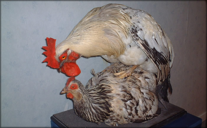 رقم ( 53) الجماع فى الطيور Chick Clinic