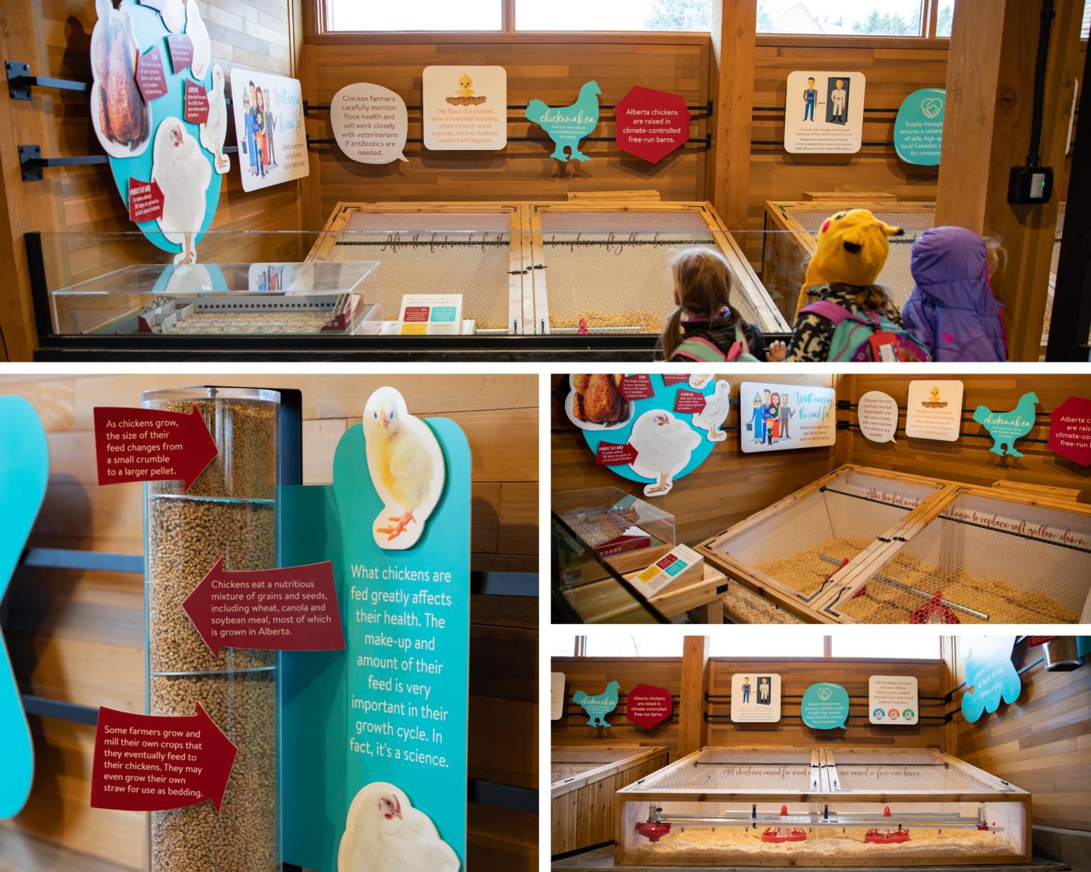 Learn about how chickens are raised at the Edmonton Valley Zoo