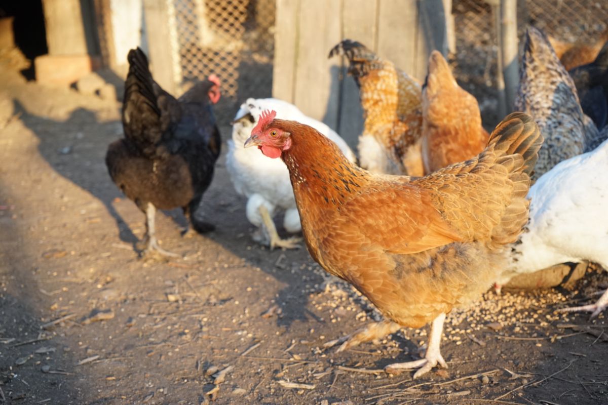 Do Chickens Pee? (Explanation and Myths Busted) Chicken & Chicks Info