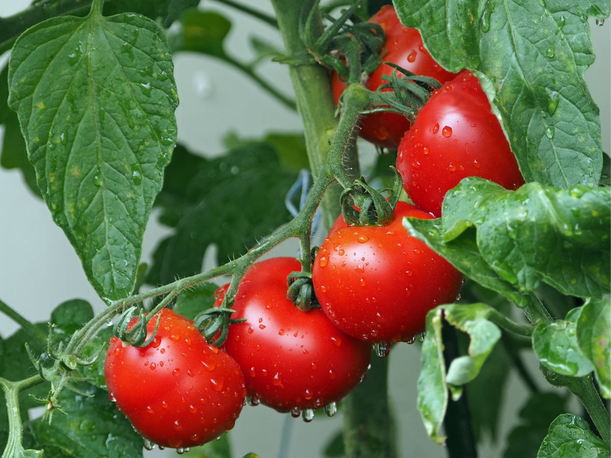 Can Chickens Eat Cherry Tomatoes? (+ Other Types) Chicken & Chicks Info