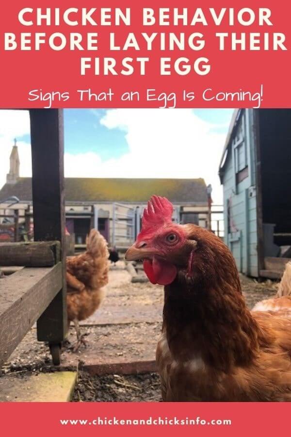 Chicken Behavior Before Laying First Egg Signs to Look For Chicken