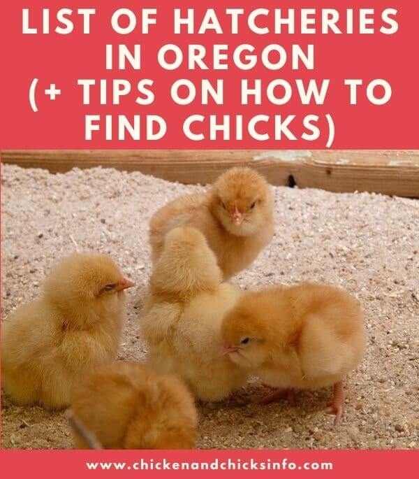 List of Chicken Hatcheries in Oregon Chicks for Sale Chicken
