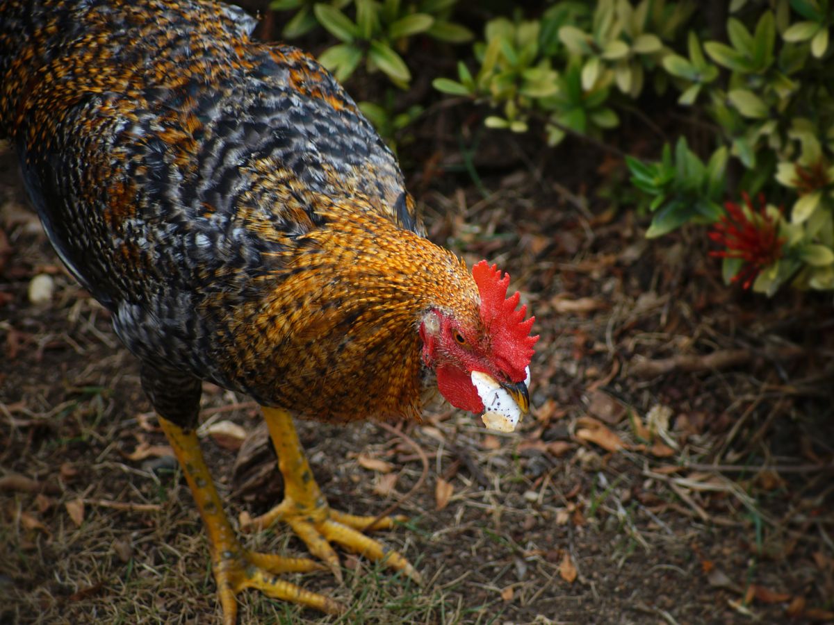Can Chickens Eat Bread? (Yes, With a Small 'But') Chicken & Chicks Info