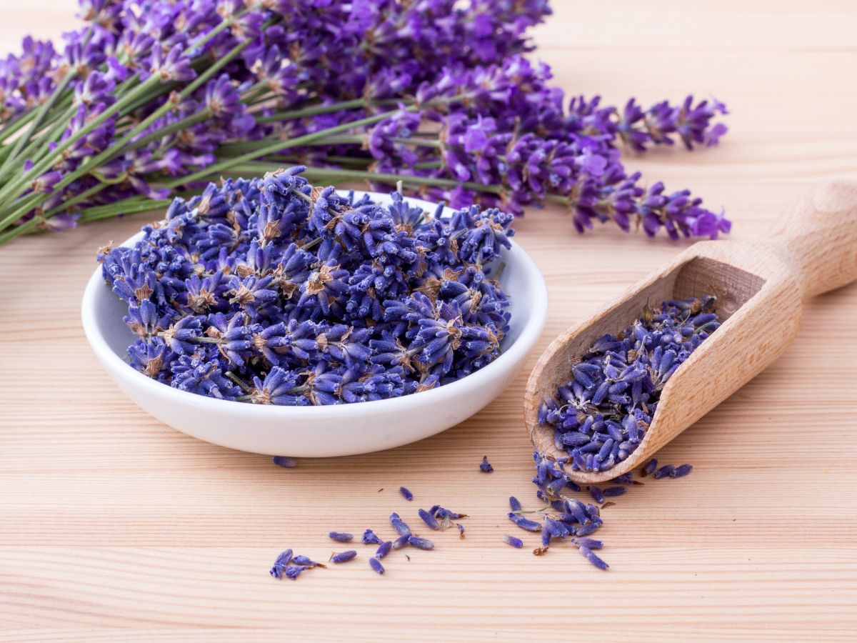 Can Chickens Eat Lavender? (Yes, Here's Why) Chicken & Chicks Info