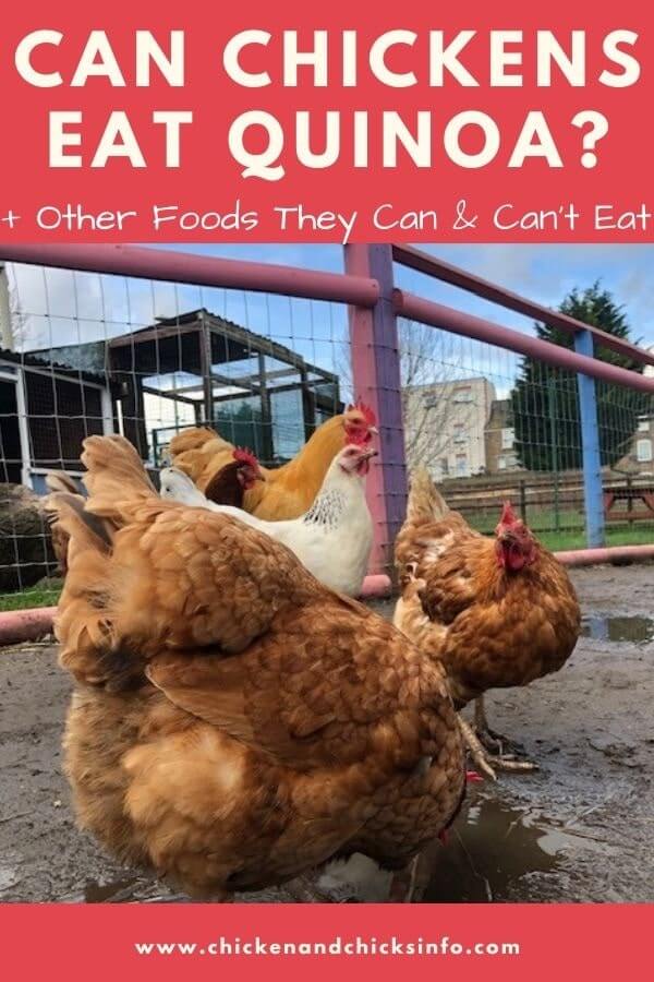 Can Chickens Drink Milk? (+ Other Dairy and Food Options) Chicken