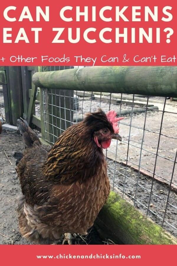 Can Chickens Eat Zucchini? (Yes, How to Feed It) Chicken & Chicks Info