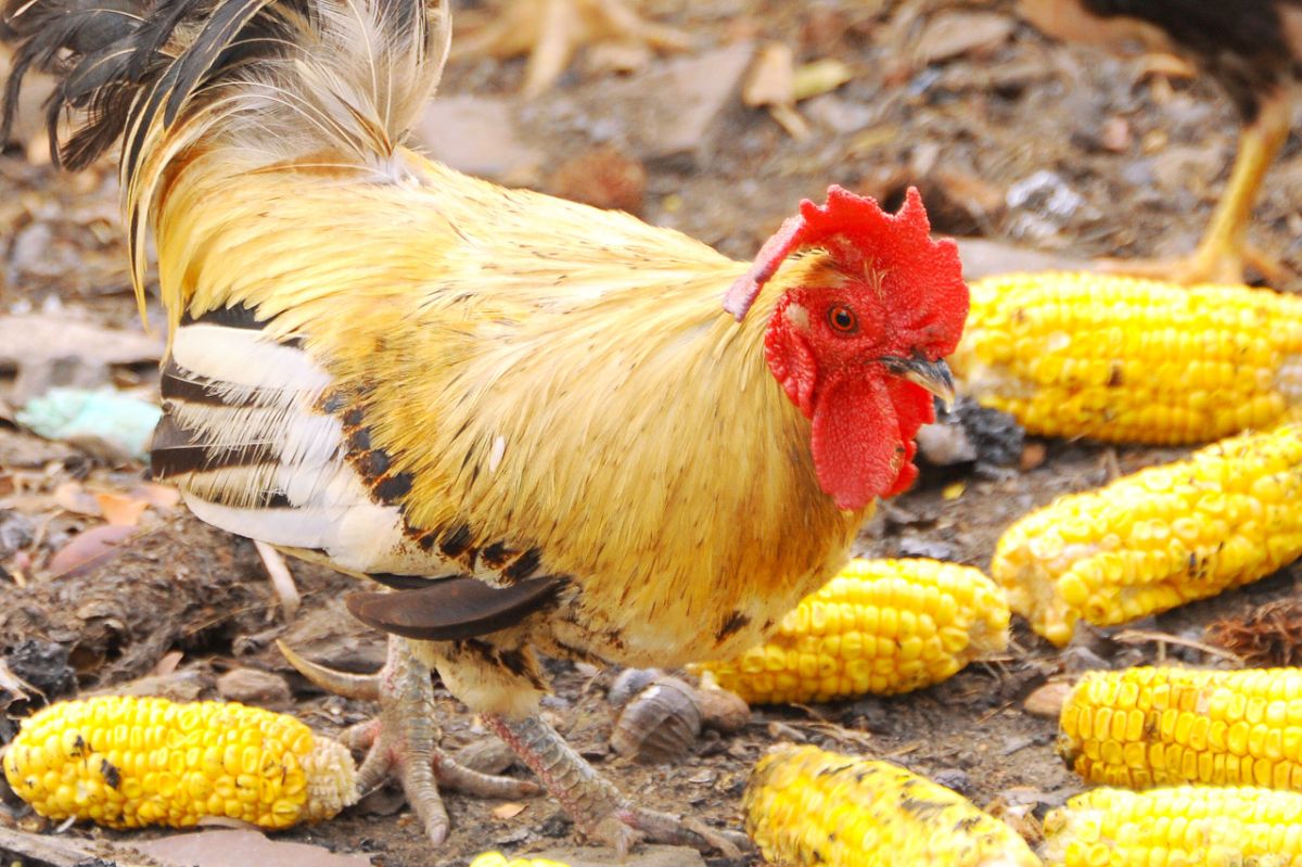 Can Chickens Eat Corn on the Cob? (They Love It!) Chicken & Chicks Info