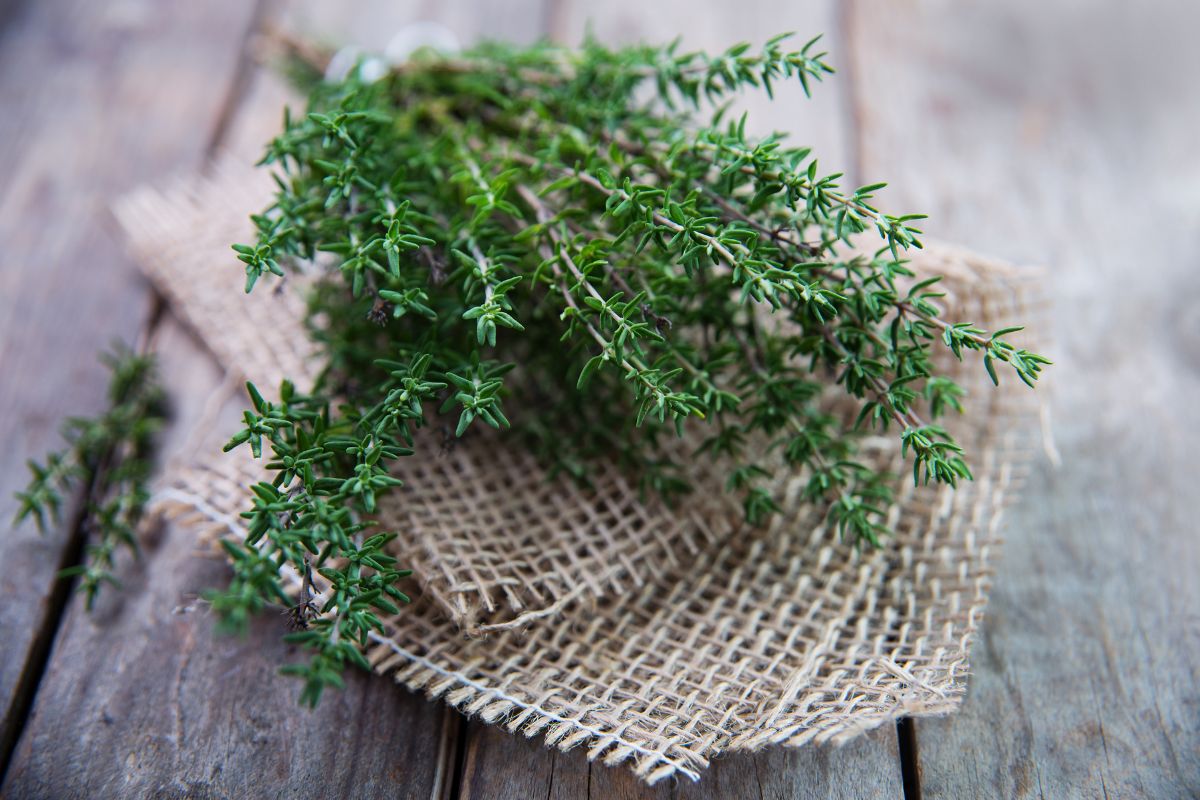Can Chickens Eat Thyme? (A Powerful Natural Herb) Chicken & Chicks Info