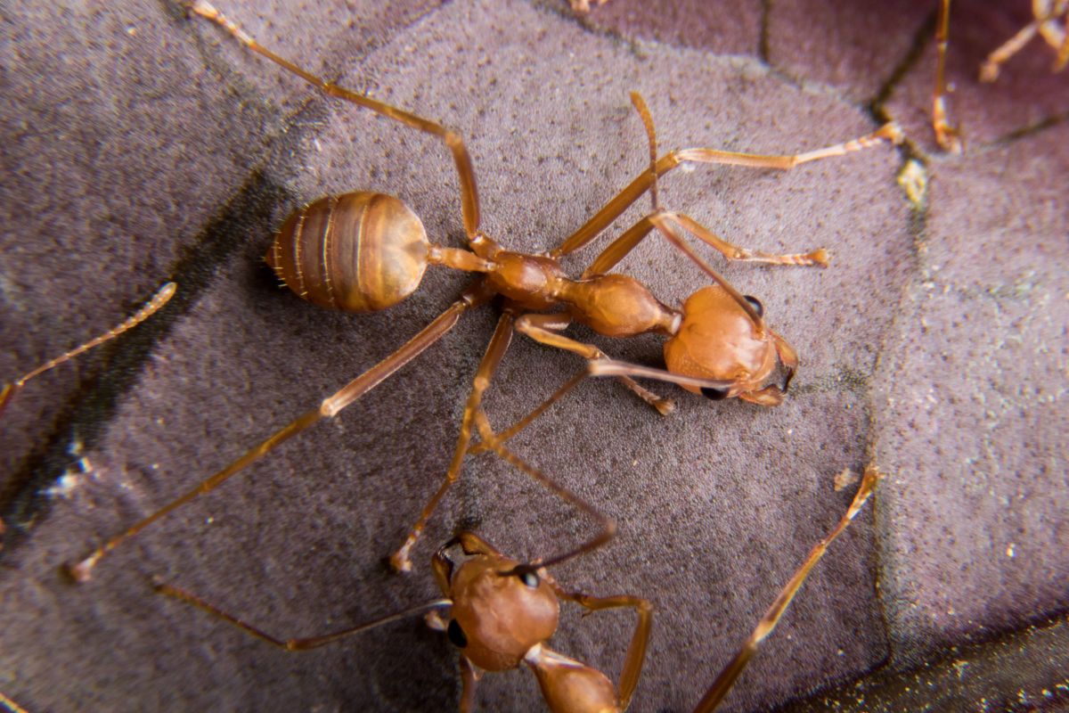 Do Chickens Eat Termites? (Surprising Benefits) Chicken & Chicks Info