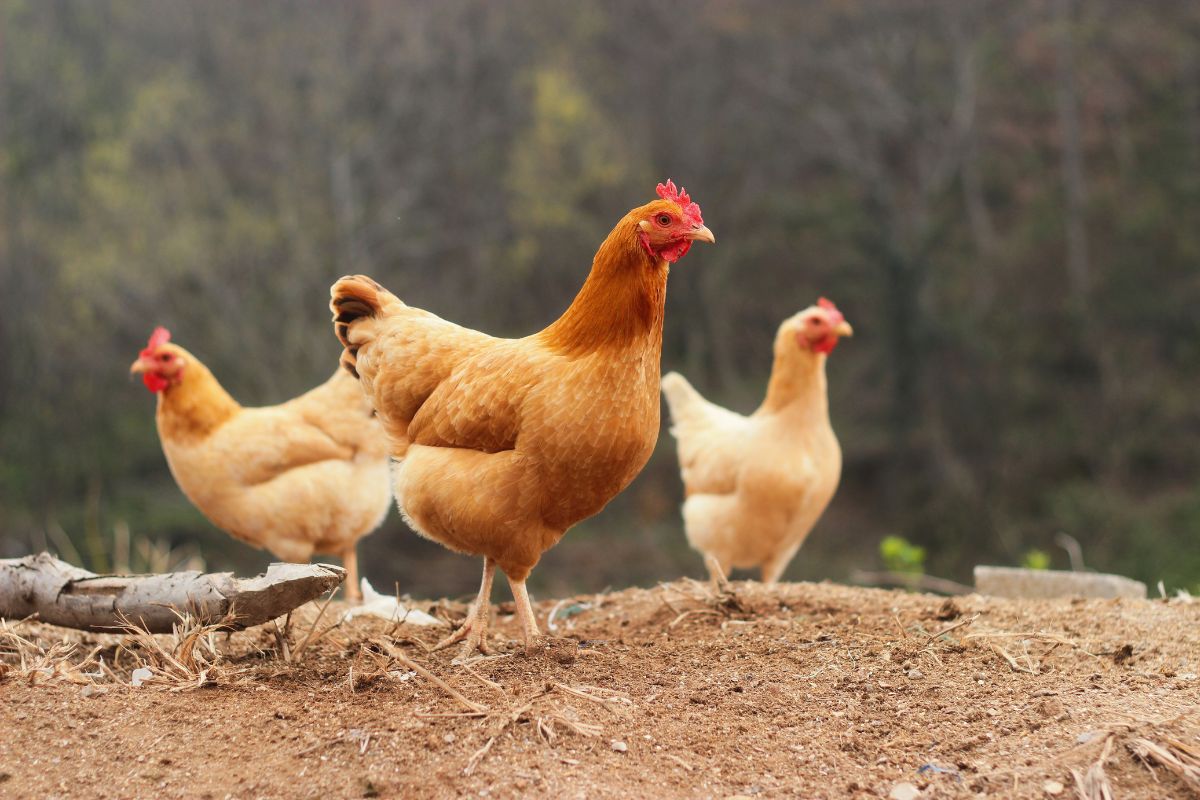 Are Chickens Herbivores, Carnivores, or Omnivores? Chicken & Chicks Info