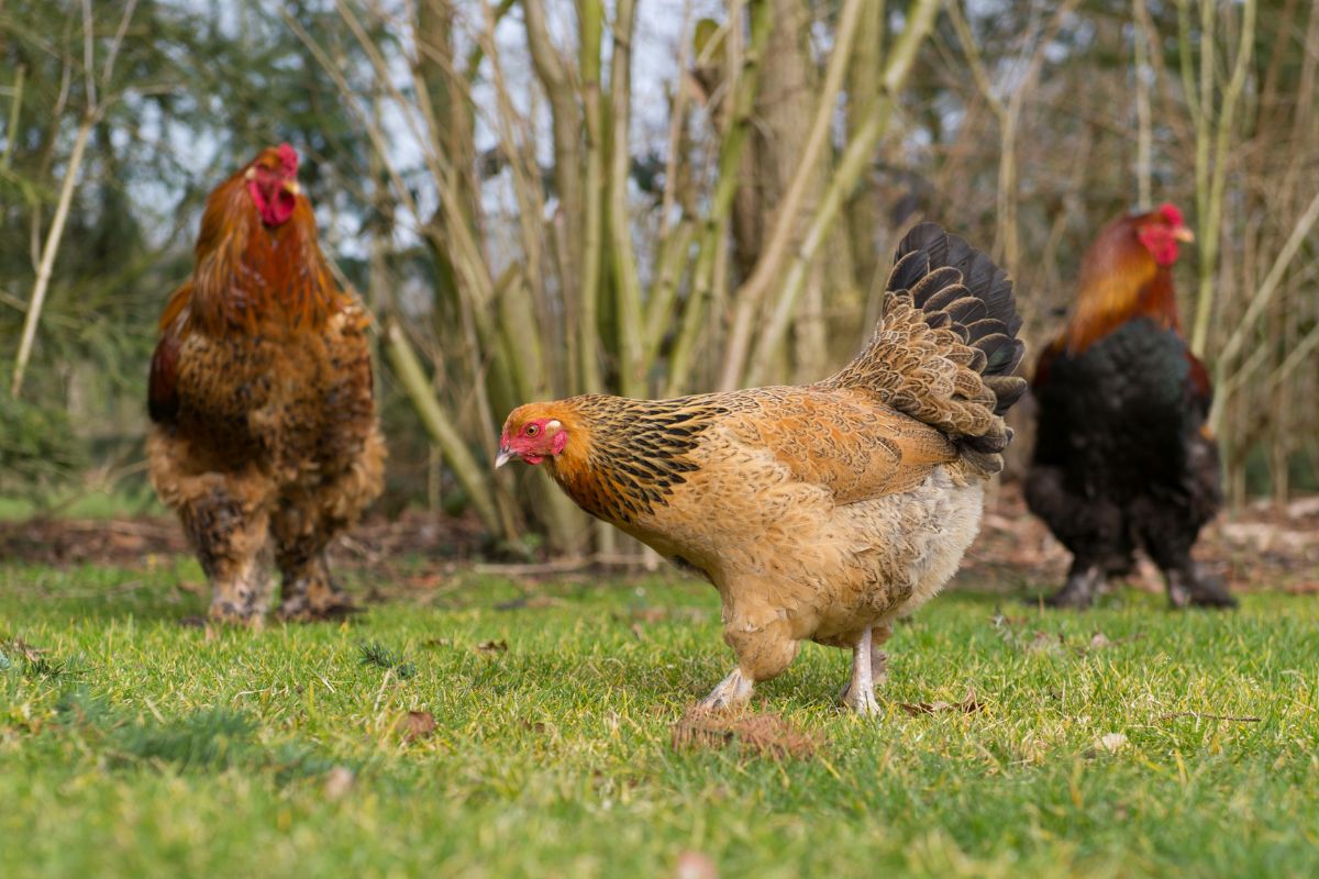 Are Chickens Herbivores, Carnivores, or Omnivores? Chicken & Chicks Info