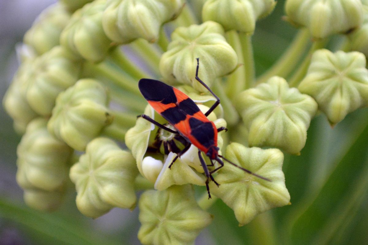 Do Chickens Eat Boxelder Bugs? (Safe, Tasty Snacks for Chooks